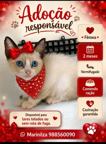 Gatinha para adoção 