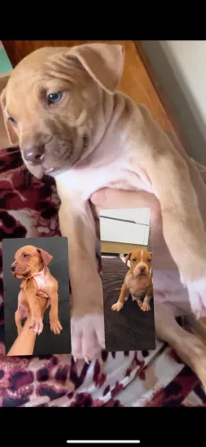 Filhote de Pitbull macho 
