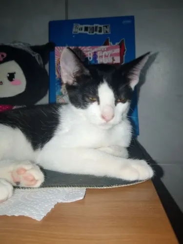 Doam-se filhotes de gatos