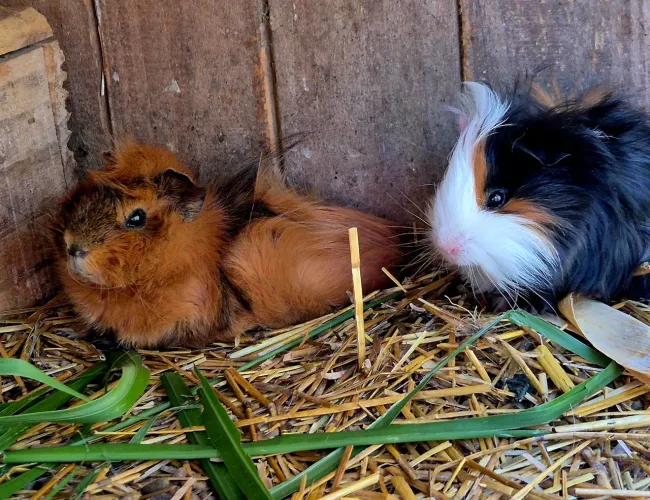 Porquinho da india macho