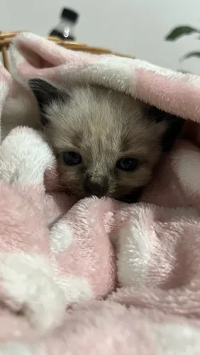 Doa se GATO