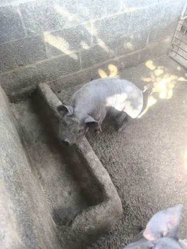 Animal