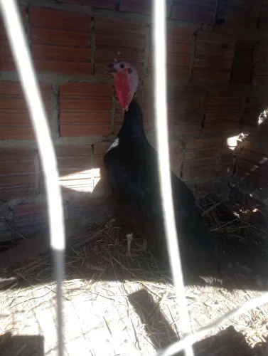 Perua fêmea