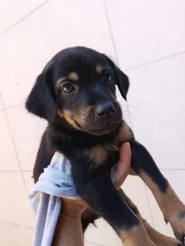 Doação cachorro 