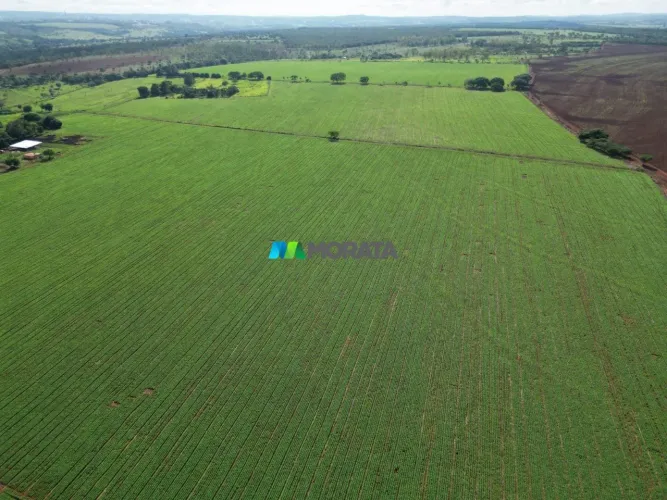 FAZENDA À VENDA - 40 HECTARES - BOM DESPACHO (MG)