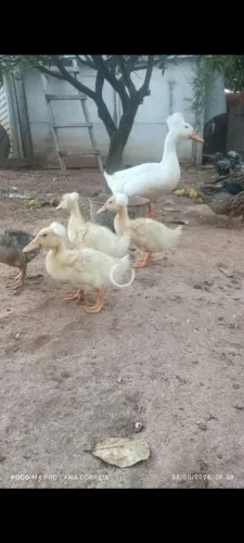 Ovos férteis de marreco popom