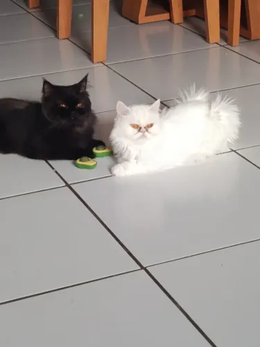 FILHOTES DE GATO PERSA DISPONÍVEIS PARA RESERVA