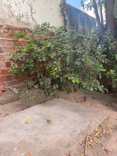 Vendo pé de Araçá dê quatro anos 