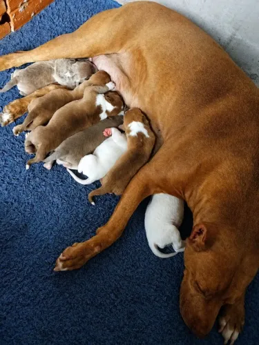 VENDO FILHOTES DE AMERICAN PIT BULL TERRIER 