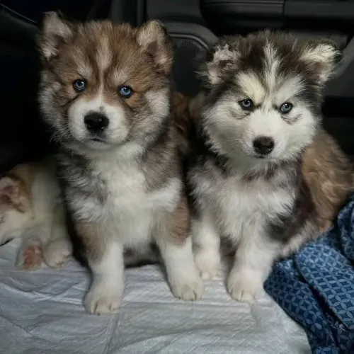 Filhotes de Husky Siberiano | Um pet com jeitinho de melhor amigo.