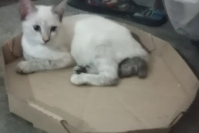 Filhotes siamês para adoção!!!