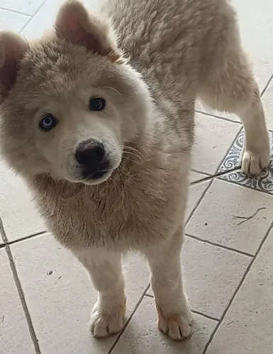 Husky siberiano 