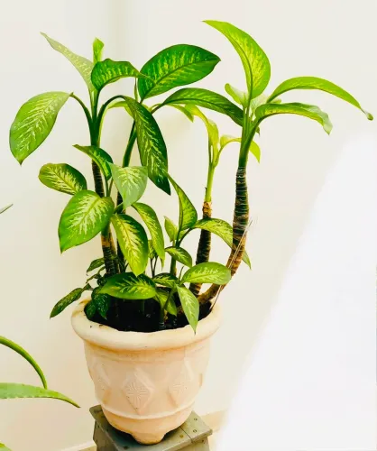 Planta Comigo-ninguém-pode Adulta Grande E Muito Cheia