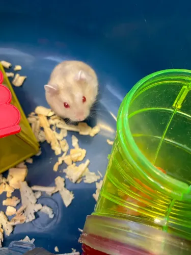 Hamster filhotes