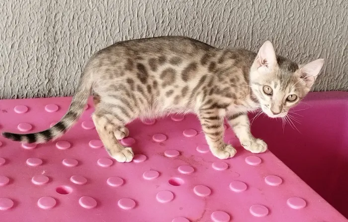 Bengal 
