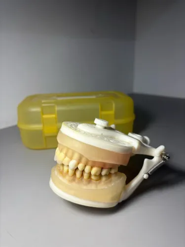 Manequim Odontológico Pronew Periodontia