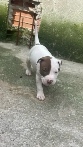 Filhote De Pitbull
