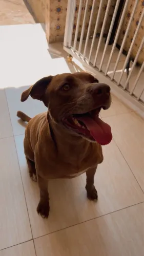 Doação de Cachorro