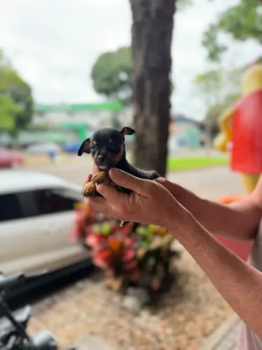 Lindos filhotes disponíveis