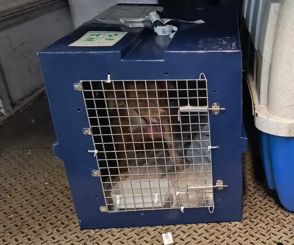 Caixa de transporte Kennel para cachorros padrão IATA para viagem de avião no porão 