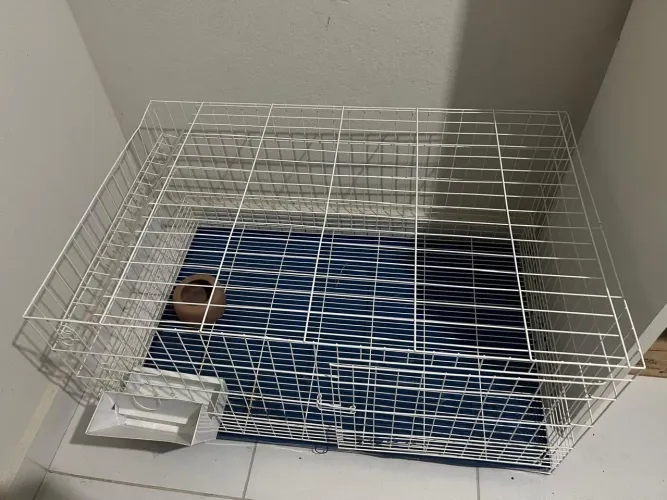 Gaiola para coelho, hamster?