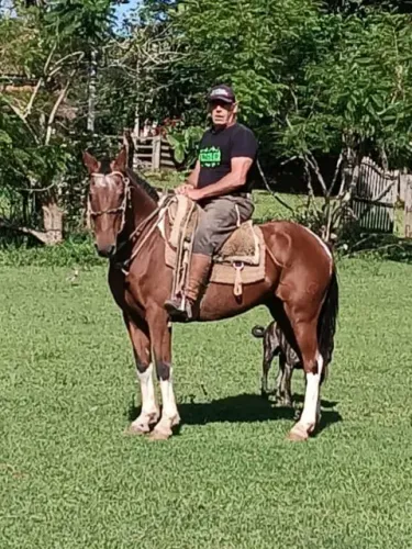 Barbada, lindo cavalo crioulo tobiano