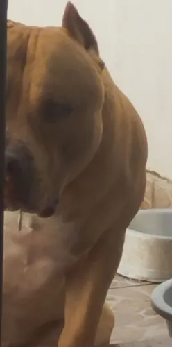 Brazilian Bull/ Pit Monster