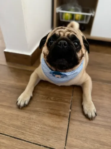 Pug para cruzar