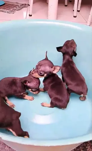 Pinscher filhote