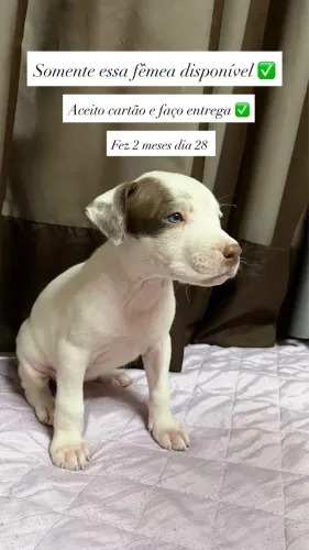 Filhote de Pit bull