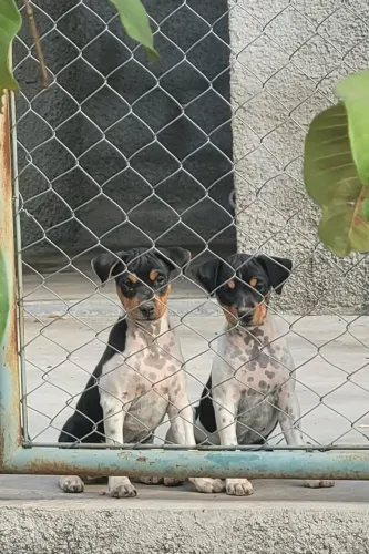 Fox Paulistinha (Terrier Brasileiro)