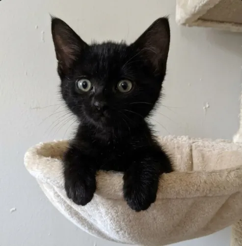 Gatinhos fofinhos para doação 