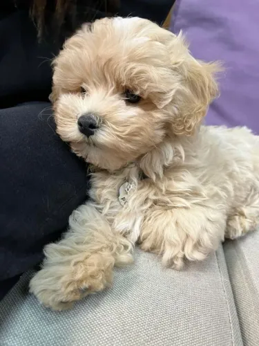 Lindos Filhotes de Poodle para um Dia dos Namorados Especial