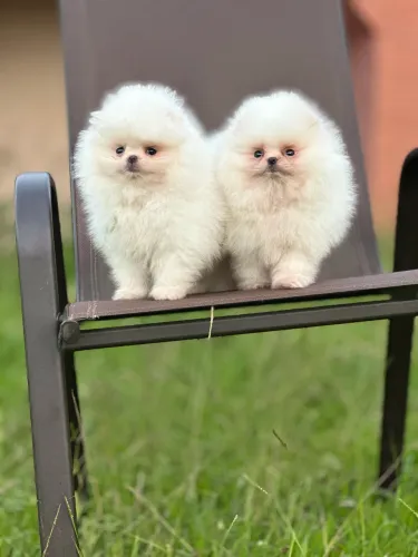temos ALTO PADRÃO, Spitz Alemão Disponível a Partir de R$ 1910,00