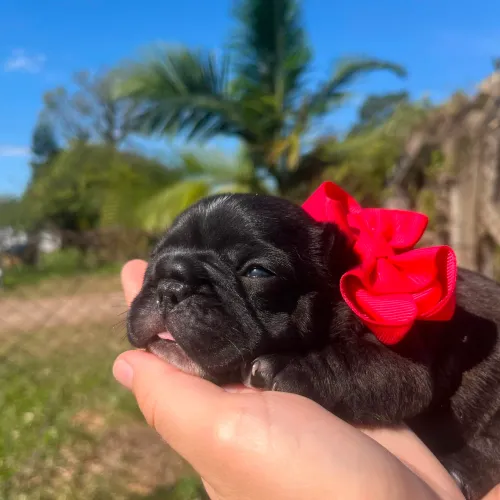 Filhote de Bulldog Francês