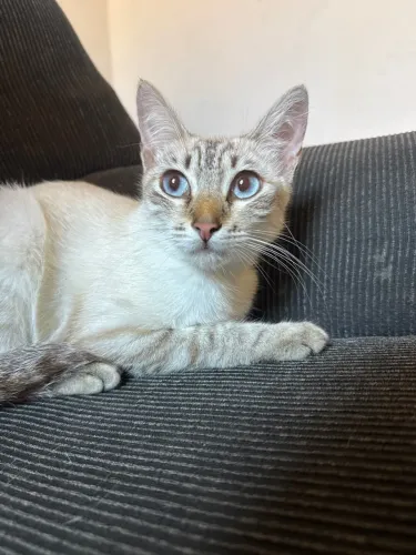 Gatinha fêmea para adoção
