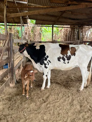 Vaca de leite