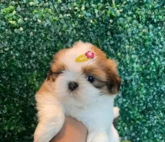 Shih tzu Promoção inédita de Filhotes mini shih tzu tricolores com garantia e kit  brinde 