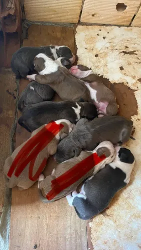 Filhotes de American Bully com Starffordshire 