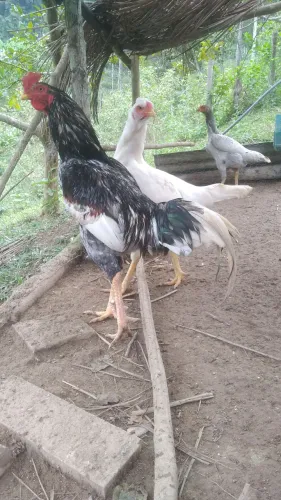 Casal de Inglês Cinzas. Raça Pura. 