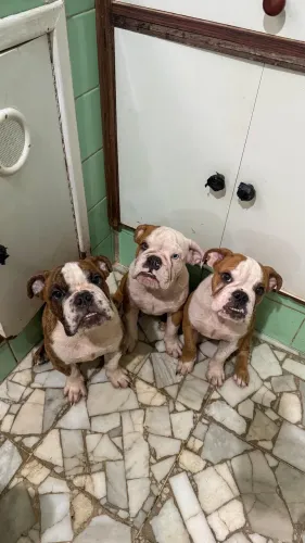 Buldogue inglês com pedigree 