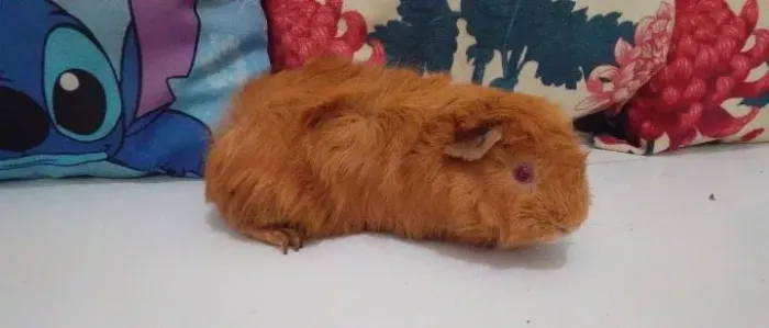 Porquinhos da índia macho
