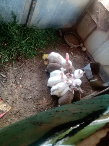 Coelhos