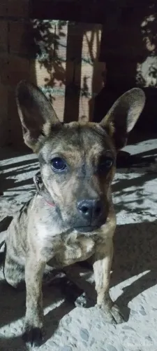 Cachorro