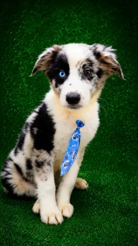 Border Collie Blue Merle Macho
