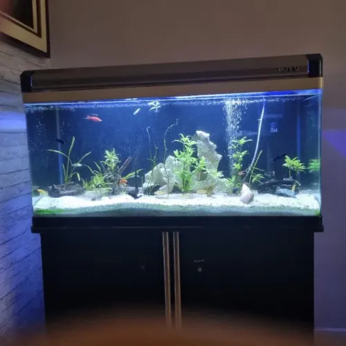 VENDO AQUÁRIO BOYU COM ARMÁRIO COMPLETO
