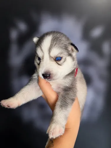 HUSKY SIBERIANO