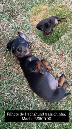Dachshund