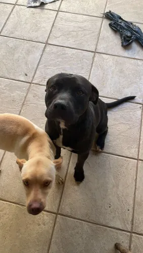 Doação cachorros 