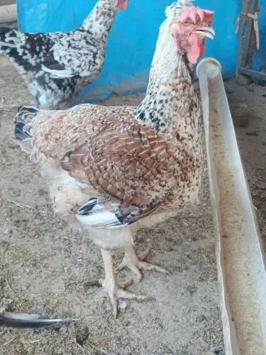Pintinhos Galinha Balão sertaneja OTIMA GENÉTICA